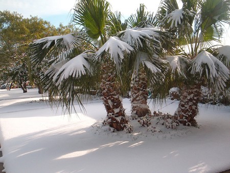 Has It Ever Snowed In Panama City Beach Florida?