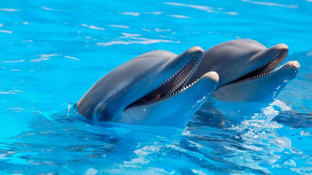 When Can You See Dolphins In Panama City Beach?