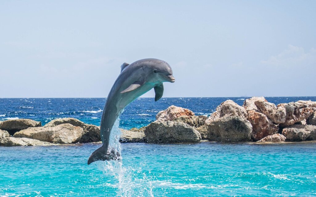 When Can You See Dolphins In Panama City Beach?